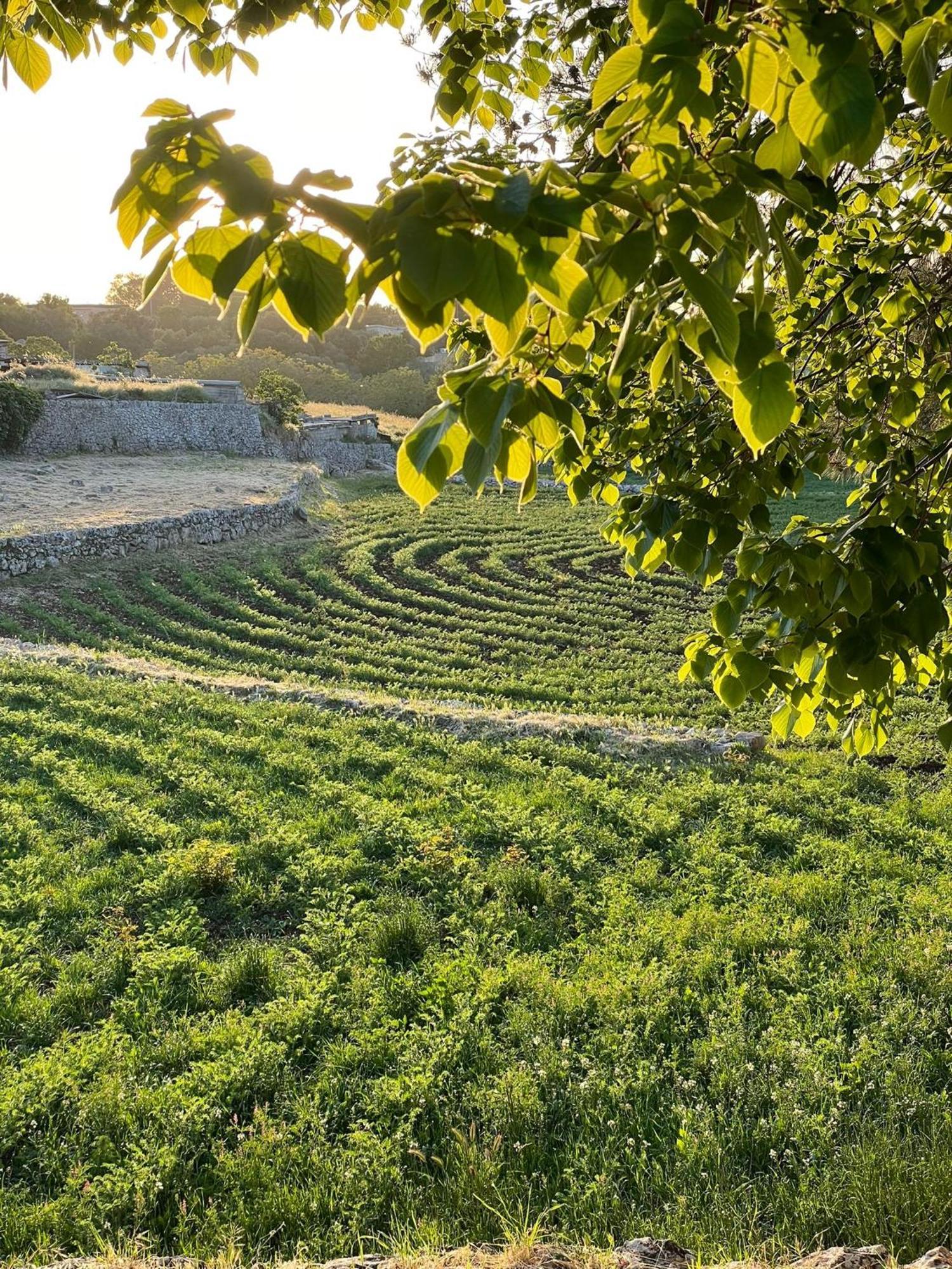 Masseria Trulli&Stelle B&B Noci Exterior foto